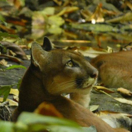 Corcovado Wilderness Lodge By Scp San Pedrillo Zewnętrze zdjęcie