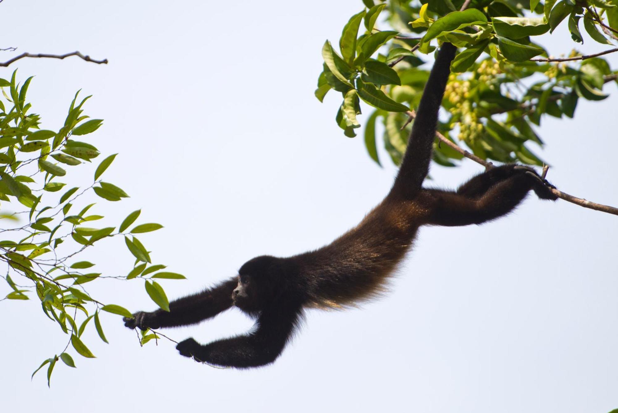 Corcovado Wilderness Lodge By Scp San Pedrillo Zewnętrze zdjęcie