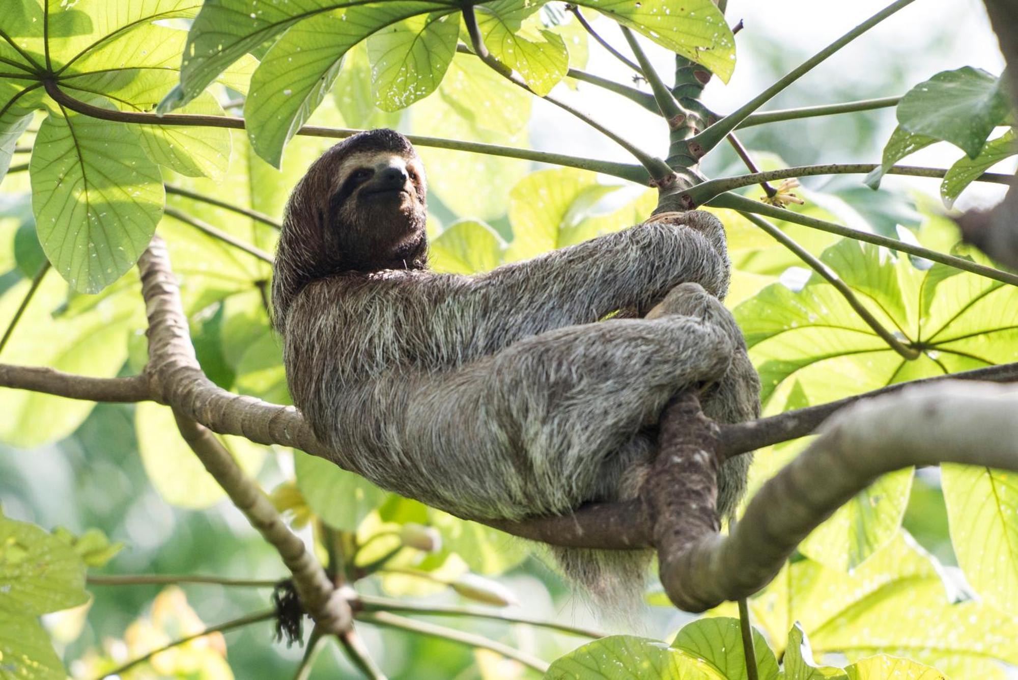 Corcovado Wilderness Lodge By Scp San Pedrillo Zewnętrze zdjęcie
