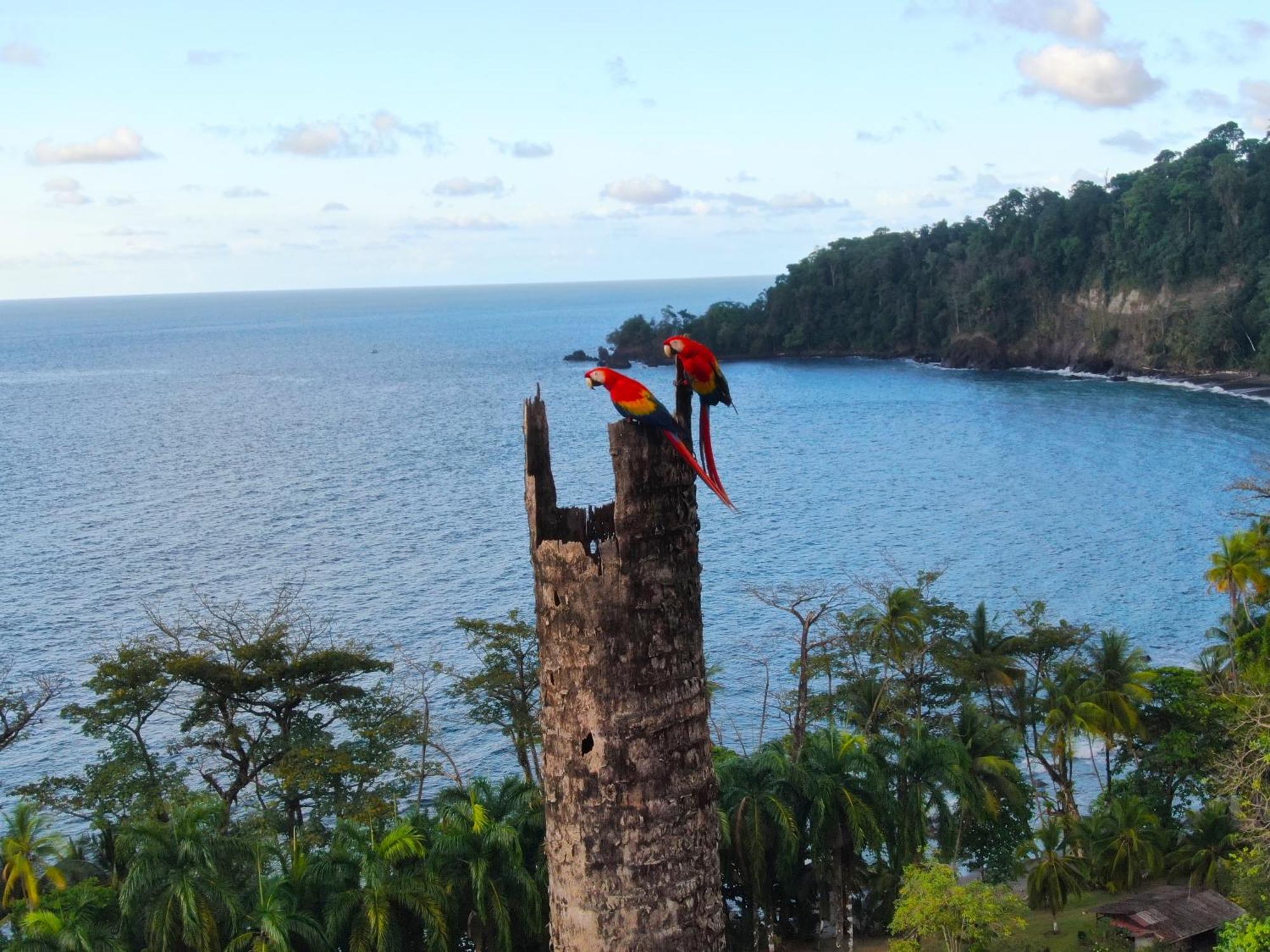Corcovado Wilderness Lodge By Scp San Pedrillo Zewnętrze zdjęcie