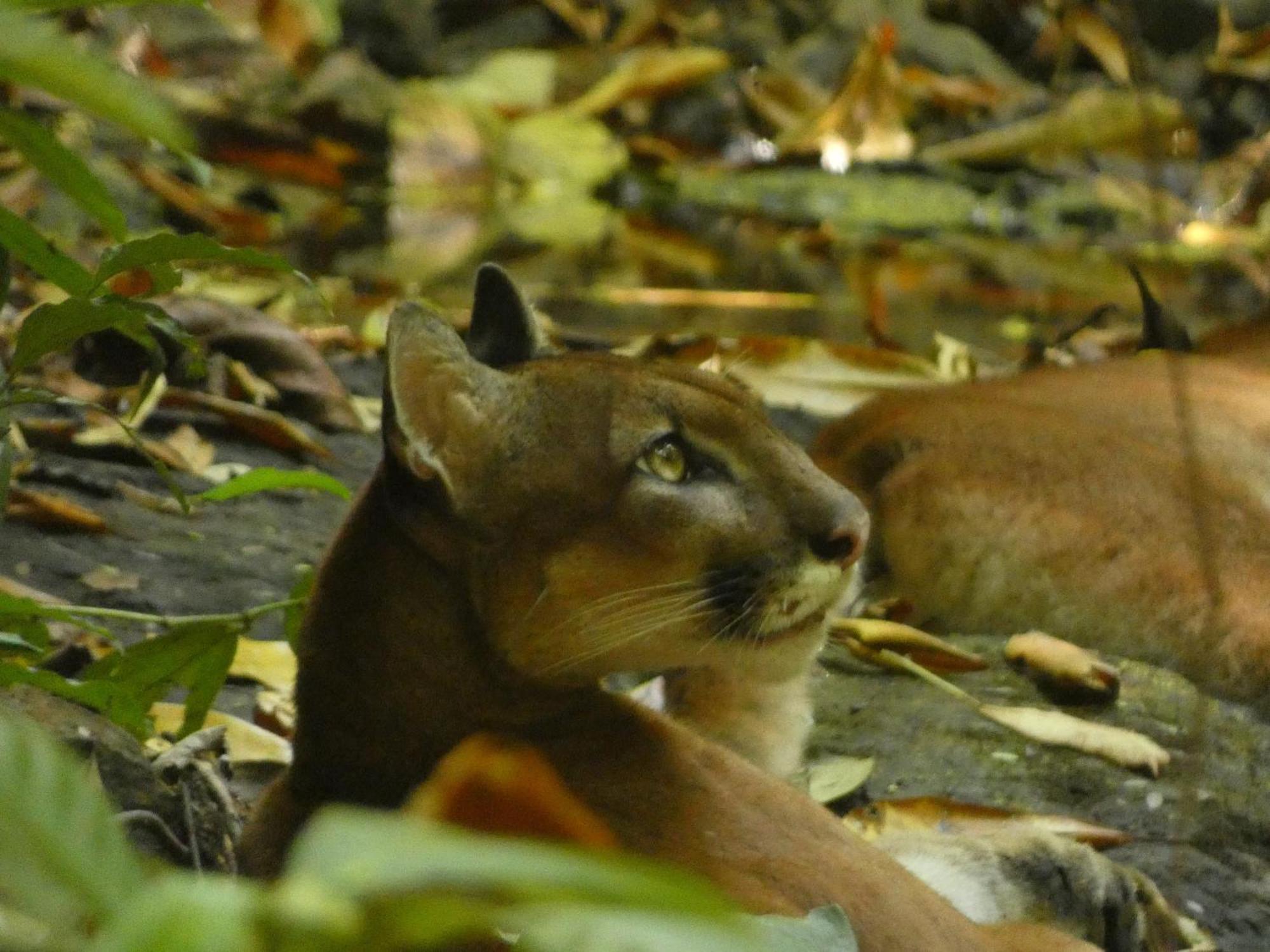 Corcovado Wilderness Lodge By Scp San Pedrillo Zewnętrze zdjęcie